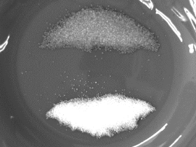 画像：近赤外線カメラ(フィルタなし)で砂糖・塩を撮影